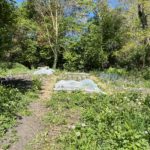 Jardin partagé | Jardin